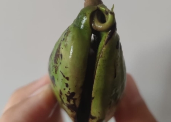 ¿Cómo germinar una semilla de mango y obtener un árbol?: El origen de la vida